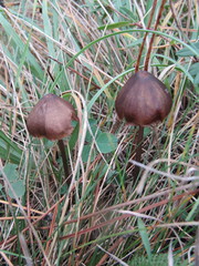 Entoloma hebes