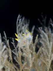 Polycera quadrilineata