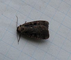 Pseudohermonassa tenuicula