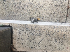 Aves