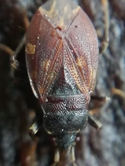 Drymus brunneus
