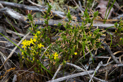 Hudsonia ericoides