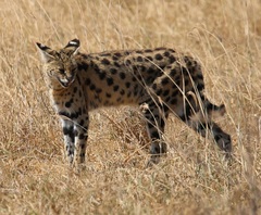 Leptailurus serval