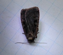 Pseudohermonassa tenuicula