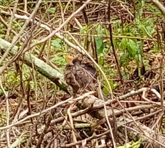 Morococcyx erythropygus