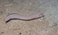 Ophidion