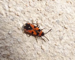 Horvathiolus superbus