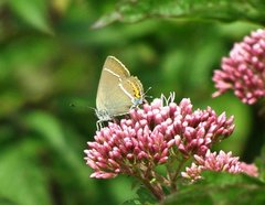 Satyrium spini