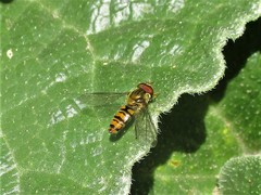 Episyrphus balteatus