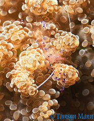 Ancylomenes sarasvati