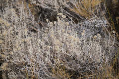 Tetradymia