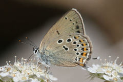 Satyrium hyrcanica