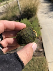 Trachemys scripta elegans