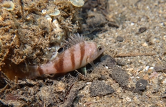 Serranus hepatus