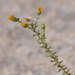 Heterotheca joshuana - Photo (c) Shawn O'Donnell, some rights reserved (CC BY), uploaded by Shawn O'Donnell