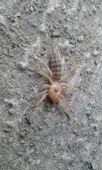 Eremobatinae