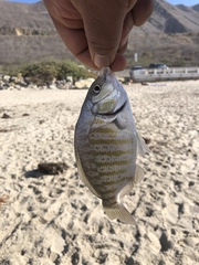 Amphistichus argenteus