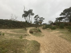 Grovesinia
