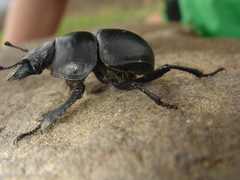 Lethrus apterus