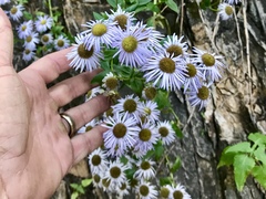 Erigeron vreelandii