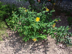 Hypericum patulum