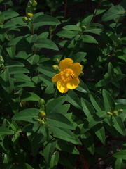 Hypericum patulum