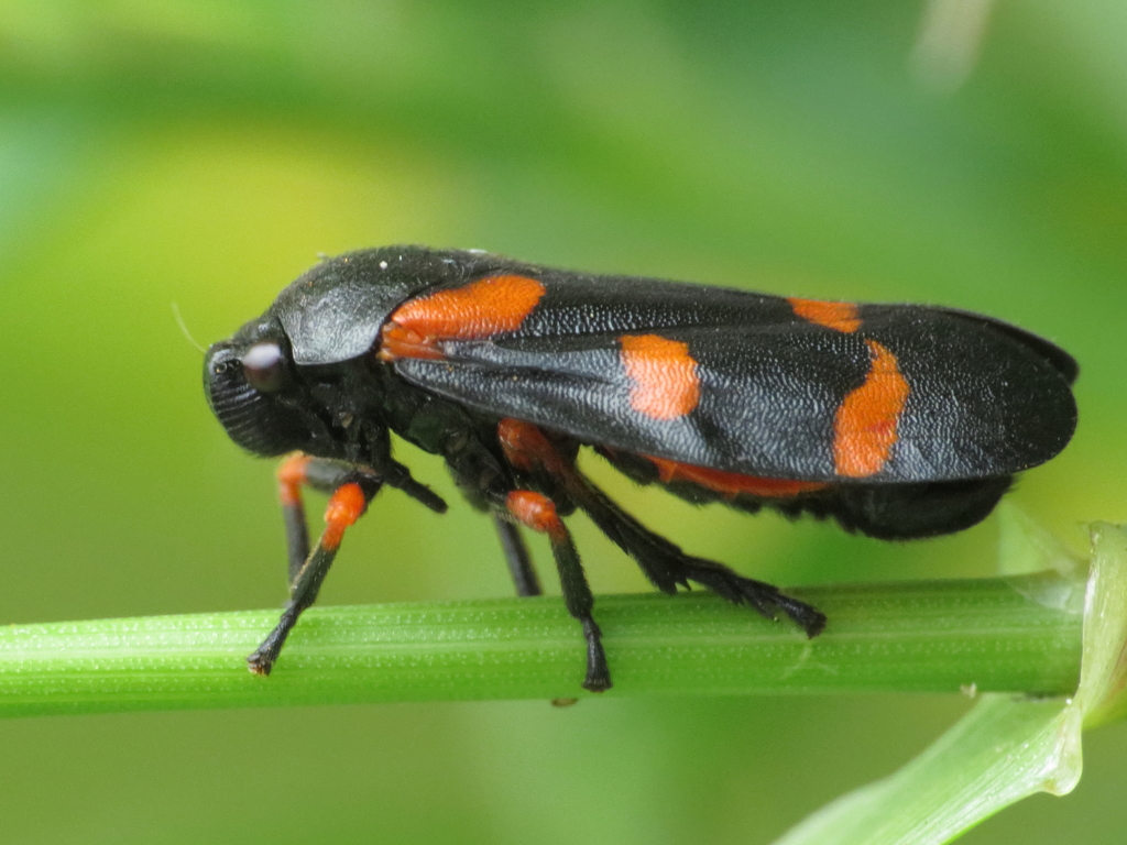 Cercopis intermedia