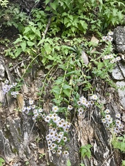 Erigeron vreelandii