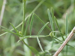 Vicia parviflora