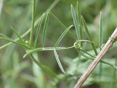 Vicia parviflora