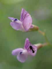 Vicia parviflora