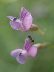 Vicia parviflora