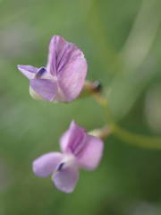 Vicia parviflora