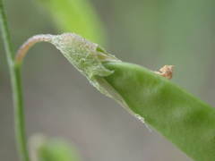 Vicia parviflora