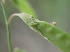 Vicia parviflora