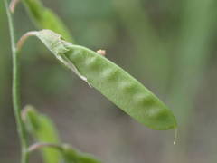 Vicia parviflora