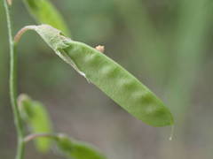 Vicia parviflora