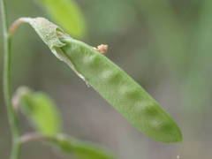 Vicia parviflora