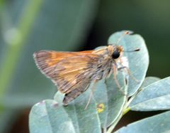 Atalopedes campestris huron