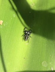 Dendryphantes