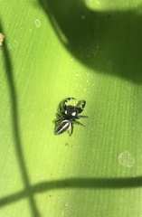 Dendryphantes