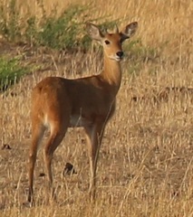 Redunca redunca