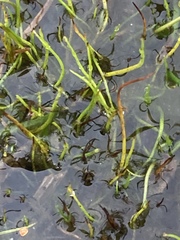 Pilularia globulifera