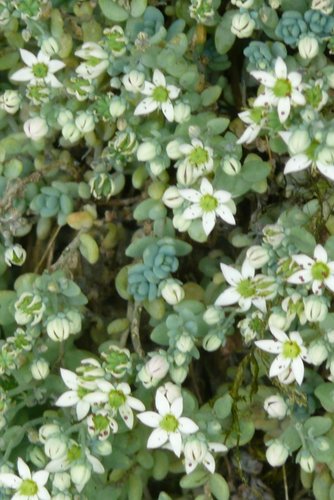 thick-leaved stonecrop