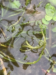 Pilularia globulifera