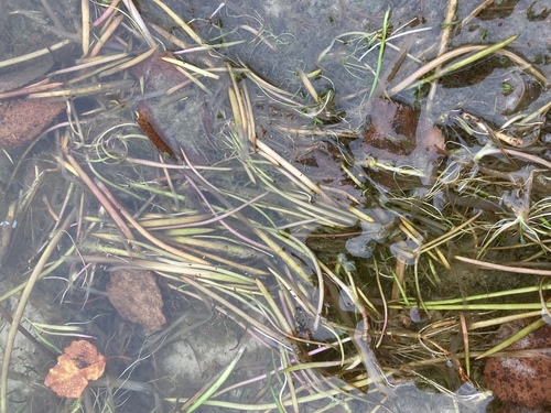 Littorella