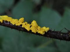 Physarum confertum