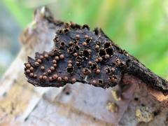 Polyschismium trevelyanii