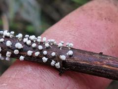 Didymium squamulosum
