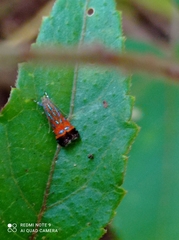Tricyanaula aurantiaca